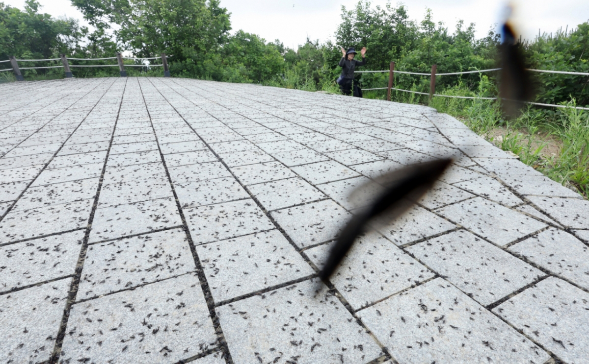 최근 도심 곳곳에서 기승을 부리고 있는 '러브버그'(붉은등우단털파리)가 7월 중순이면 모습을 감출 거란 전문가의 전망이 나왔다./사진=뉴시스