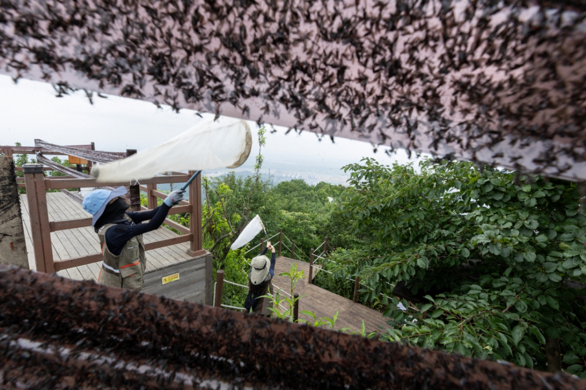 4일 환경부 및 소속기관 직원들이 인천 계양구 소재 계양산을 중심으로 활동중인 러브버그 성체를 제거하기 위해 송풍기와 포충망을 활용해 방제 작업을 하고 있다. /사진=뉴스1.