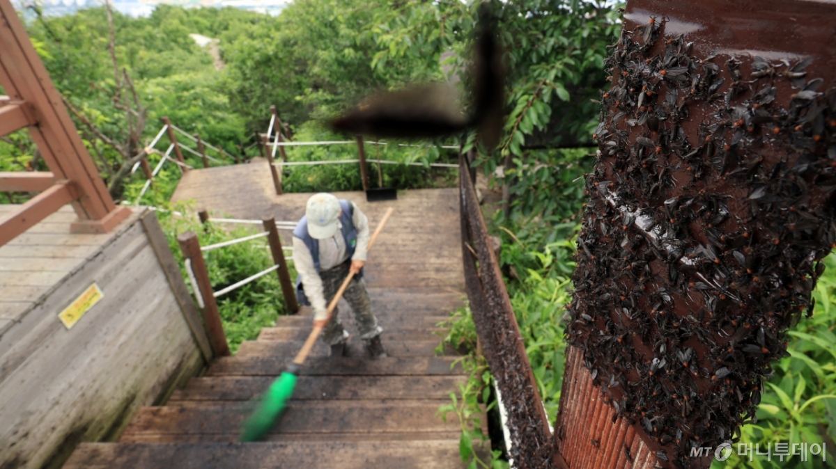 (인천=뉴스1) 김진환 기자 = 30일 오후 인천 계양구 계양산 정상에 붉은등우단털파리(러브버그) 무리가 대량 출몰한 가운데 계양구청 공원녹지과 산림보호팀 관계자들이 방역 작업을 하고 있다. 2025.6.30/뉴스1  Copyright © 뉴스1. All rights reserved. 무단 전재 및 재배포,  AI학습 이용 금지. /사진=(인천=뉴스1) 김진환 기자