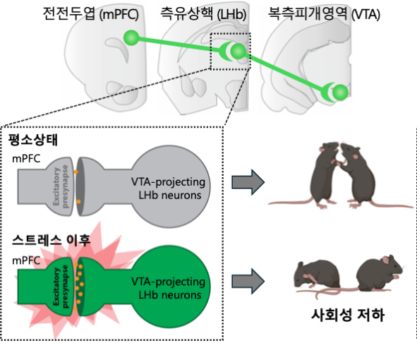 우울증을 앓는 쥐가 다른 쥐를 만나기 싫어하는 이유를 밝힌 모식도. /자료=연구팀