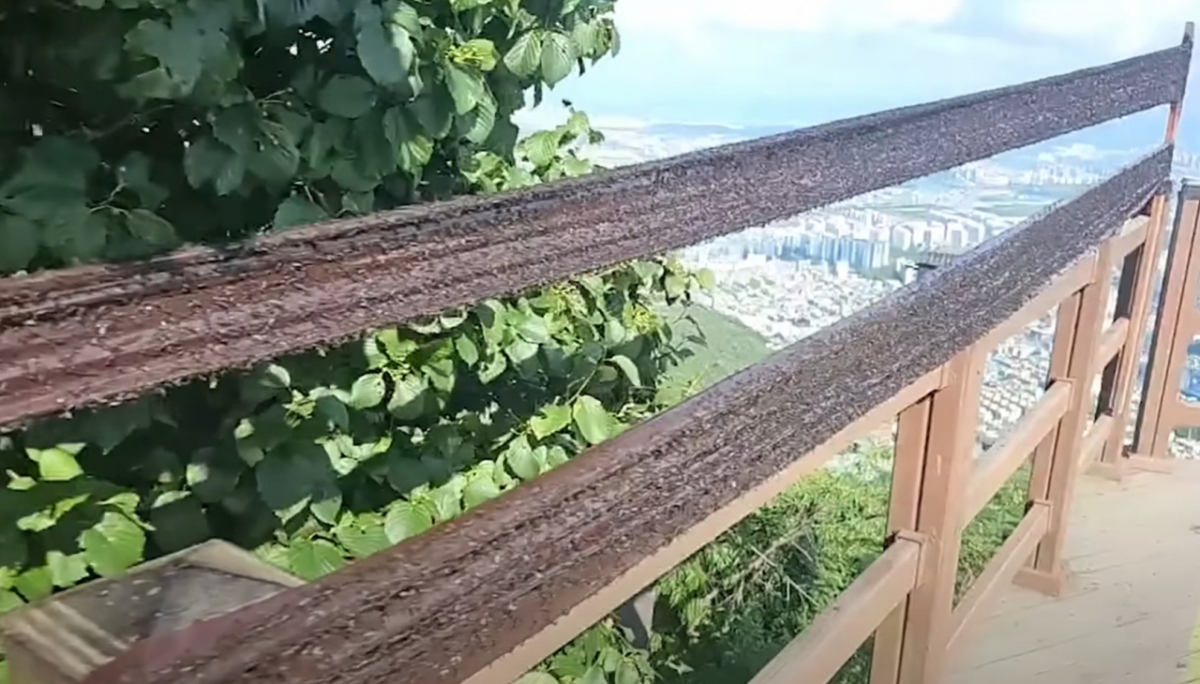 축구 크리에이터 감스트(본명 김인직)가 러브버그 특공대를 자처하며 인천 계양산에 올랐다./사진=유튜브 갈무리