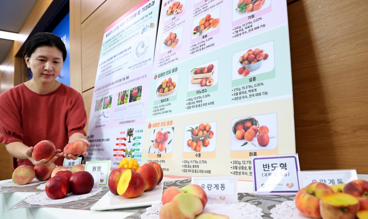 국립원예특작과학원 과수기초기반과 권정현 농업연구사가 9일 원예원에서 새로 개발한 다양한 복숭아 품종을 설명하며 미소짓고 있다. 