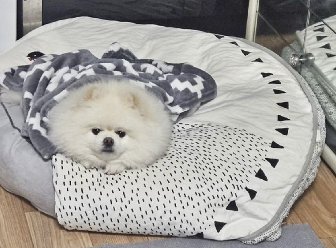 잠든 가족을 깨워 대형화재를 막은 반려견 몽실이(포메라니안 9살, 암컷)/사진=창원소방본부 제공, 뉴시스