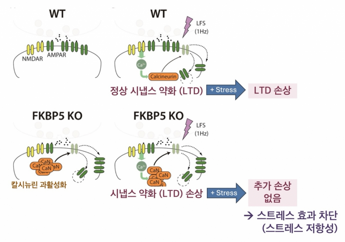 /자료=연구팀 