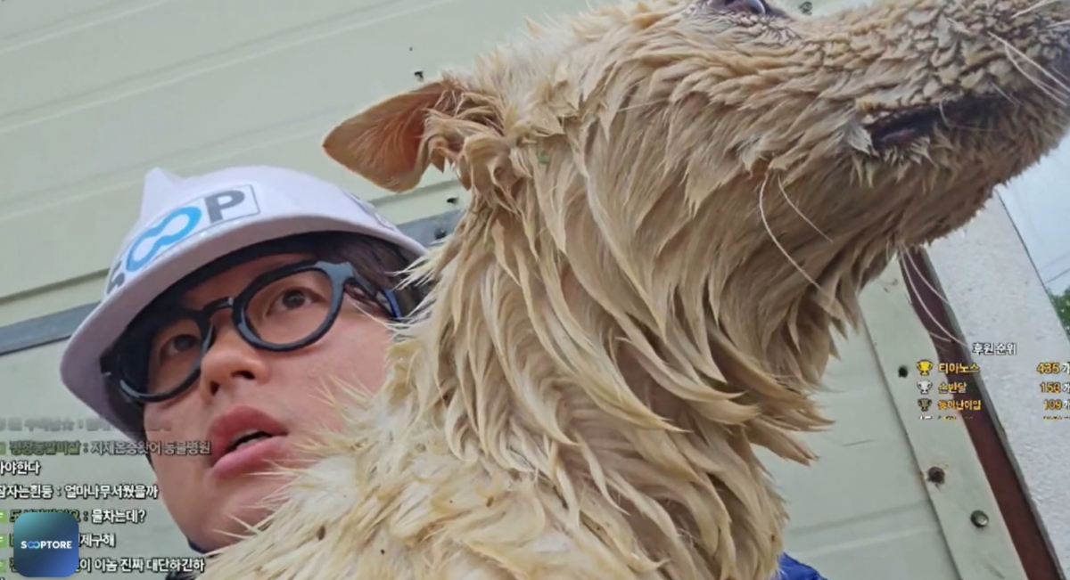 온라인 스트리머 애견이 17일 기록적인 폭우가 내린 충남 서산을 찾아 수해 상황을 전달하는 실시간 방송을 했다. 사진은 이날 이 스트리머가 수해 현장에서 구출한 강아지./사진=온라인 스트리머 애견 방송화면 캡쳐.