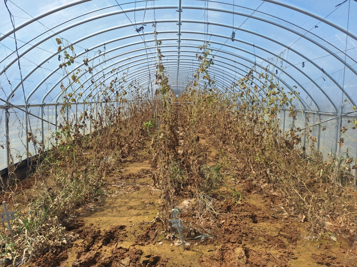 21일 오전 충남 예산군 신암면의 한 비닐하우스. 비닐하우스에 물이 차면서 농작물들이 피해를 입었다. /사진=김지은 기자