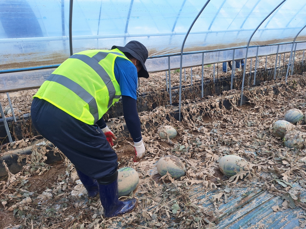 정청래 더불어민주당 대표 후보가 21일 충남 예산군 비닐하우스에서 수해 복구 작업을 하는 모습. /사진=김지은 기자