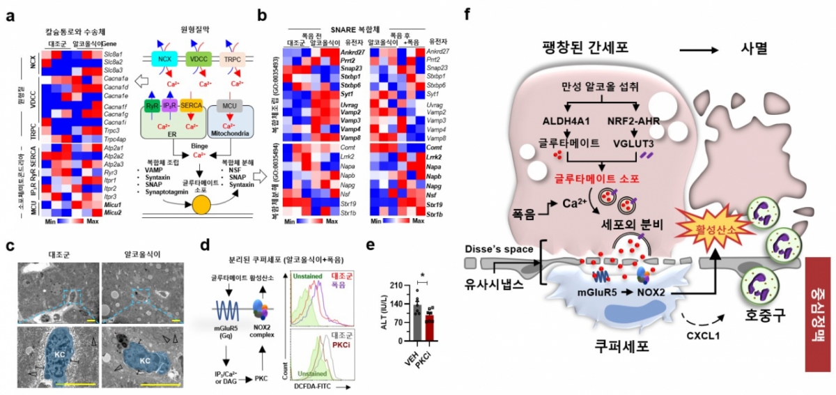 폭음으로 유도되는 글루타메이트 신호 경로를 통한 간세포-쿠퍼세포 간 상호작용과 알코올성 간질환 발병 기전. /자료=연구팀