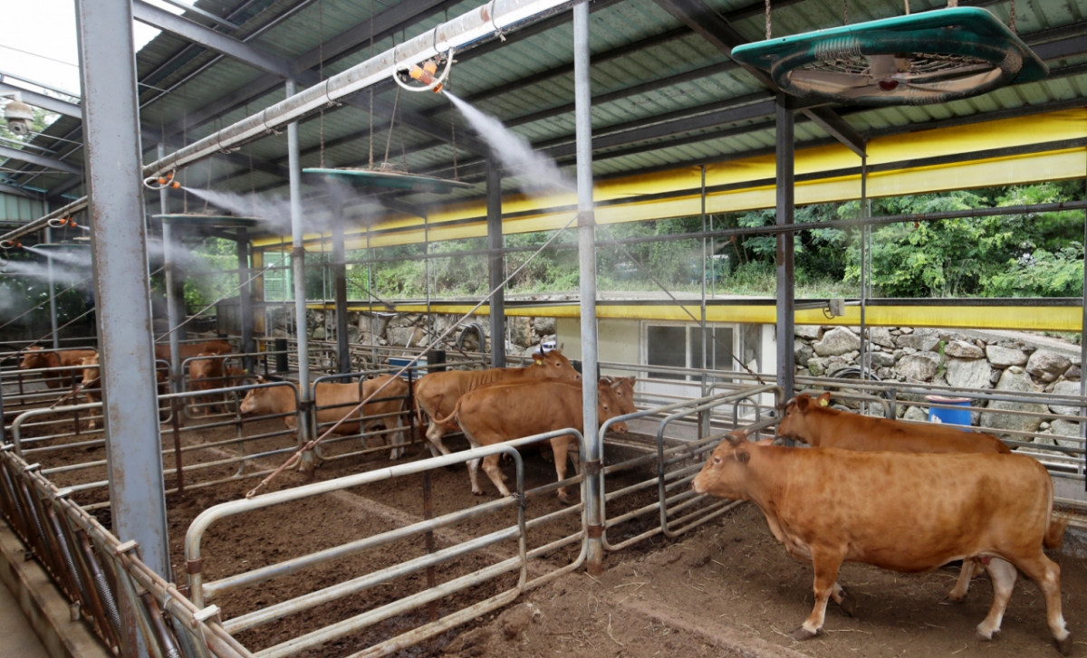 전국적으로 더위가 기승을 부린 10일 오후 부산 기장군 장안읍 한 한우농가에서 소들이 대형 선풍기 바람과 쿨링포그를 맞으며 더위를 식히고 있다./사진=뉴스1