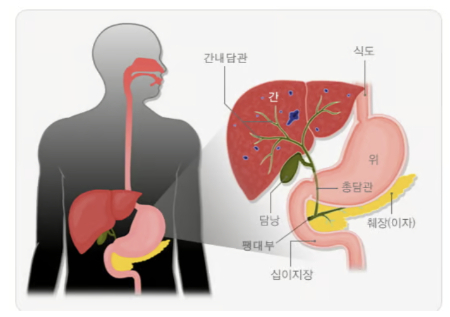 담관의 구조. /자료=국가건강정보포털