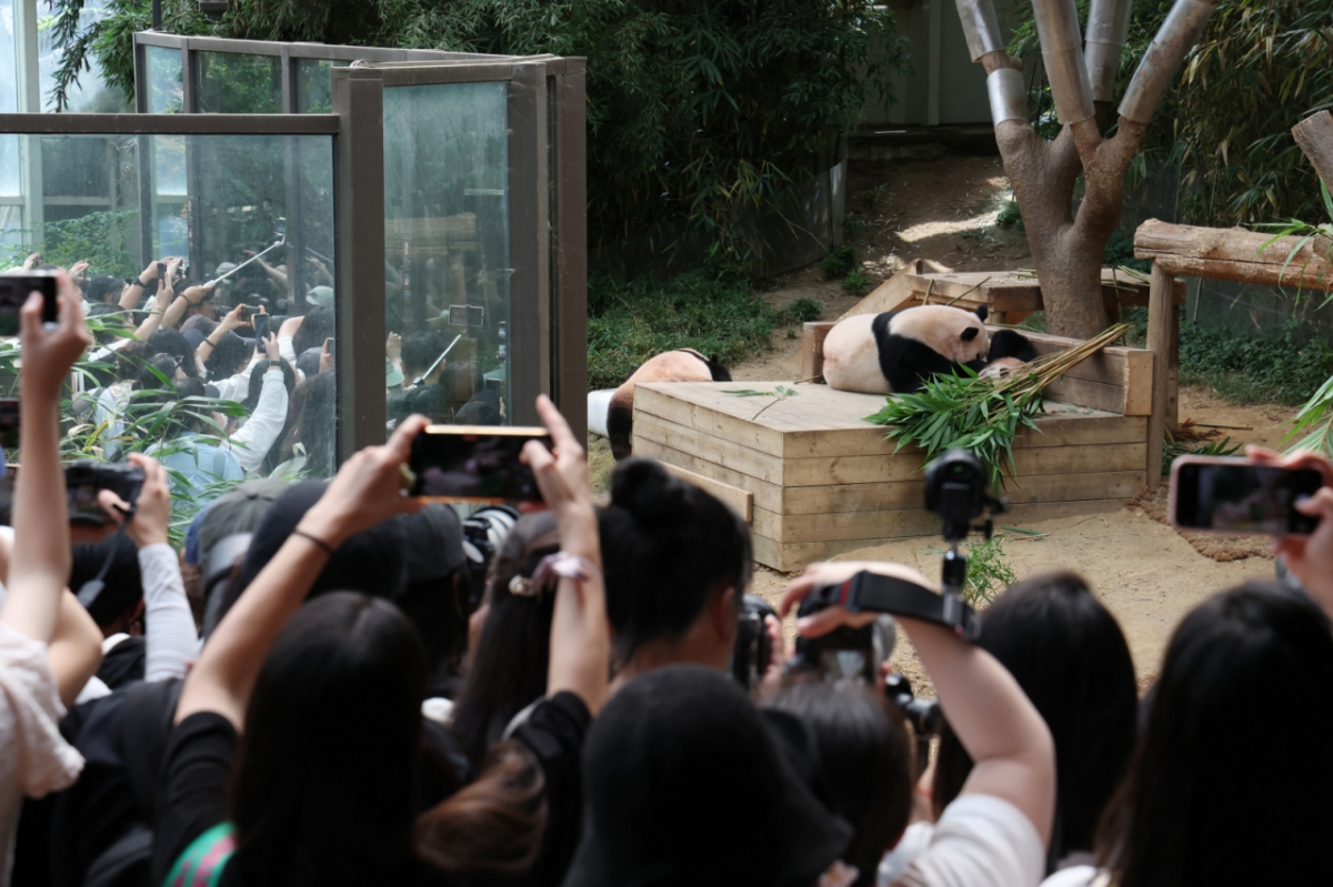 국내 최초 쌍둥이로 태어난 판다 자매 루이바오, 후이바오가 엄마와 함께 있는 모습이 일반에 마지막으로 공개된 12일 경기 용인시 처인구 에버랜드 판다월드에서 관람객들이 판다 가족을 보고 있다. / 사진 = 뉴스1