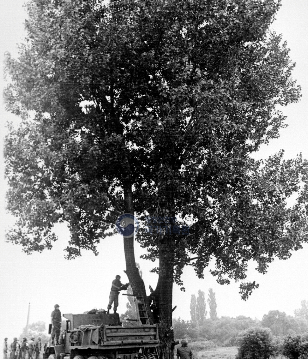 1976년 8월18일 판문점 공동경비구역(JSA) 안에서 '판문점 도끼 만행 사건'이 벌어졌다. 사건을 촉발한 미루나무는 같은 해 8월21일 절단됐다./사진=국가기록원