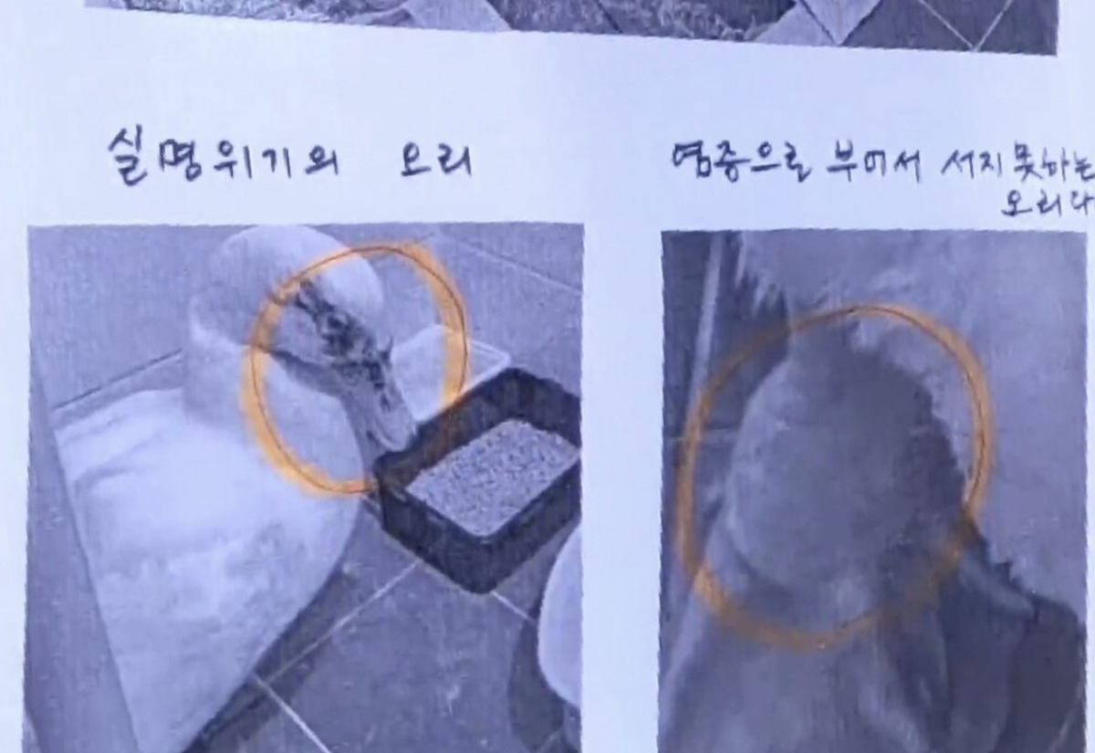 지난해 4월 일순이와 이순이가 돌팔매질을 당해 일순이는 다리를 다쳐 제대로 설 수 없는 상태가 됐고, 이순이는 실명 위기에 처했었다. 이 일로 일순이는 숨졌다/사진=SNS