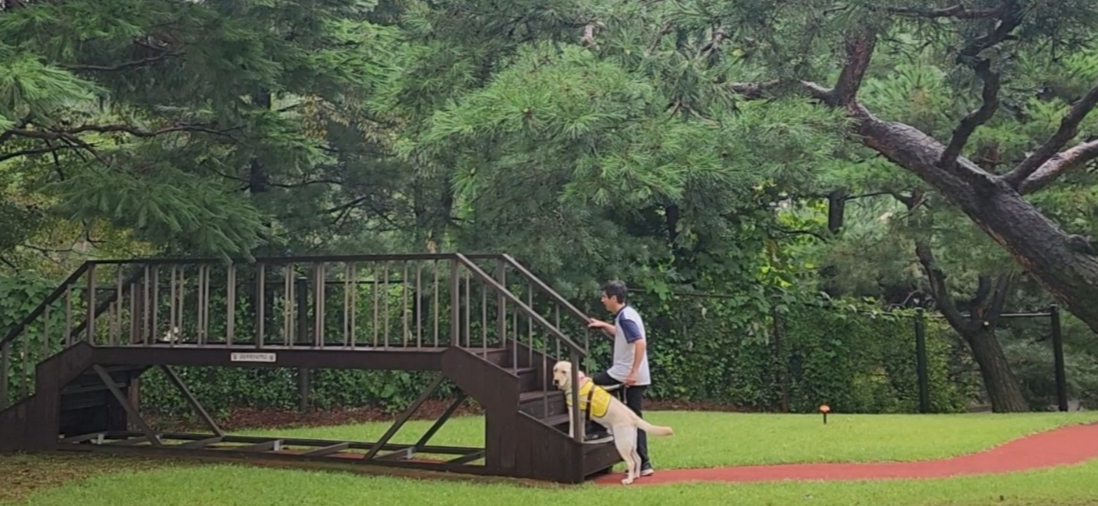  안내견은 신호등이나 버스 번호는 알지 못하지만 뛰어난 후각과 청각을 통해 건널목과 정류장에서 파트너의 안전한 이동을 돕는다. 계단 앞에 멈춰 알리는 안내견. /사진제공=배규민 기자