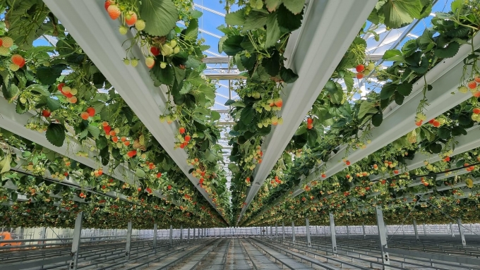 ▲ 경북 스마트팜 온실에서 딸기가 재배되고 있는 모습/사진제공=경북도