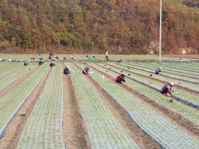 ▲경북 문경 영순지구에서 귀농인들이 텃밭을 가꾸고 있다./사진제공=경북도