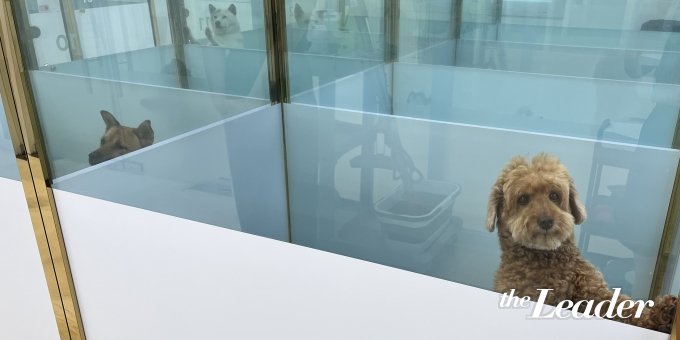 ▲유기견들이 보호실 견사에서 새로운 주인을 기다리고 있다./사진=신재은 기자