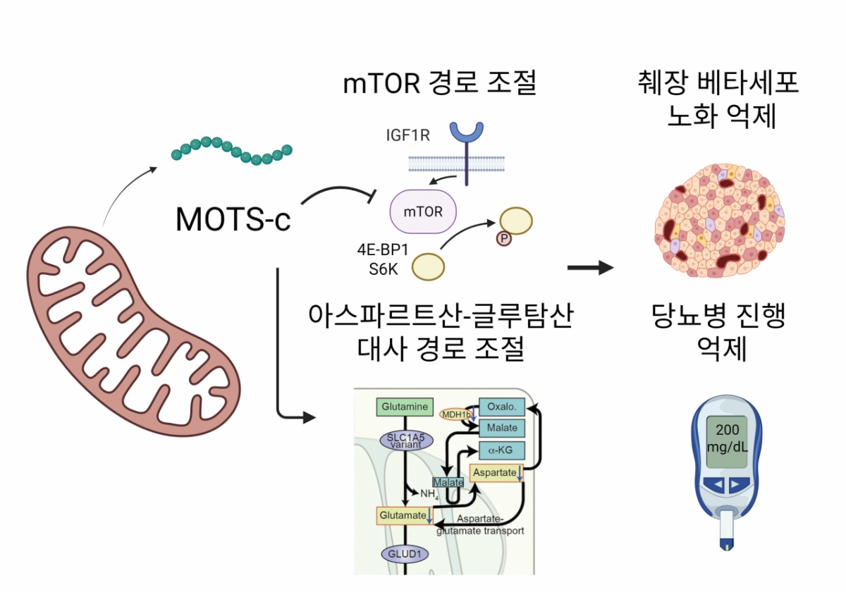 MOTS-c가 mTOR 및 아스파르트산–글루탐산 대사 경로를 조절해 췌장 베타세포 노화를 억제하고, 인슐린 기능을 보존함으로써 당뇨병 진행을 늦추는 기전 모식도. /자료=서울대병원