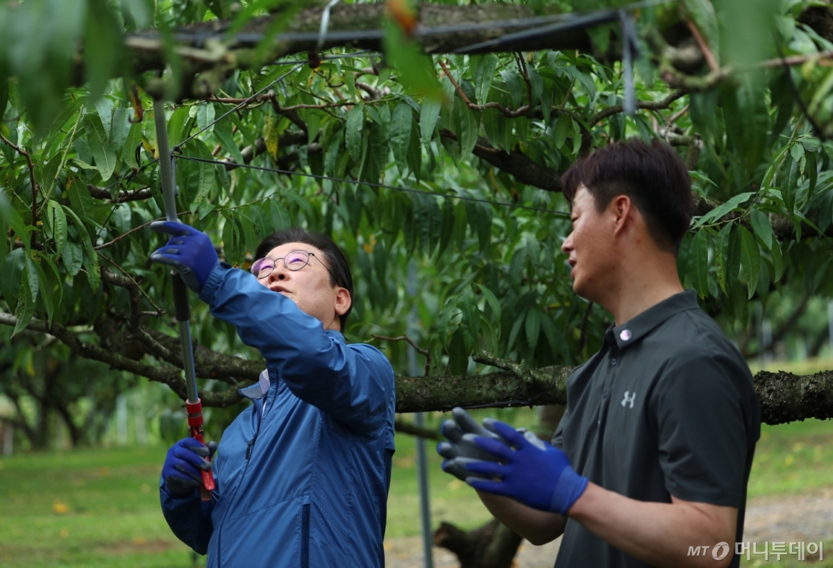[세종=뉴시스] 고범준 기자 = 이재명 대통령이 16일 세종시 전동면 조일농원 복숭아 농장을 방문해 가지치기 체험을 하고 있다. (대통령실통신사진기자단) 2025.09.16. bjko@newsis.com /사진=