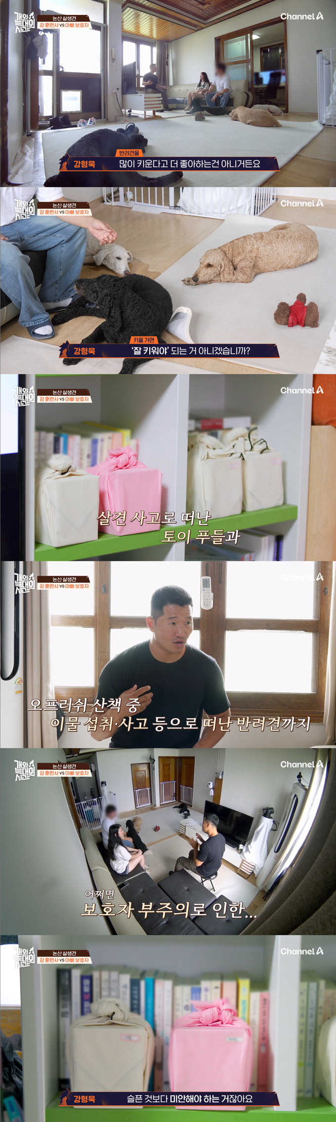 살견 사고, 산책 중 사고 등으로 반려견들을 떠나보낸 아픔을 반려견 입양으로 잊는다는 보호자 말에 강형욱이 일침을 가했다./사진=채널A '개와 늑대의 시간' 방송 화면