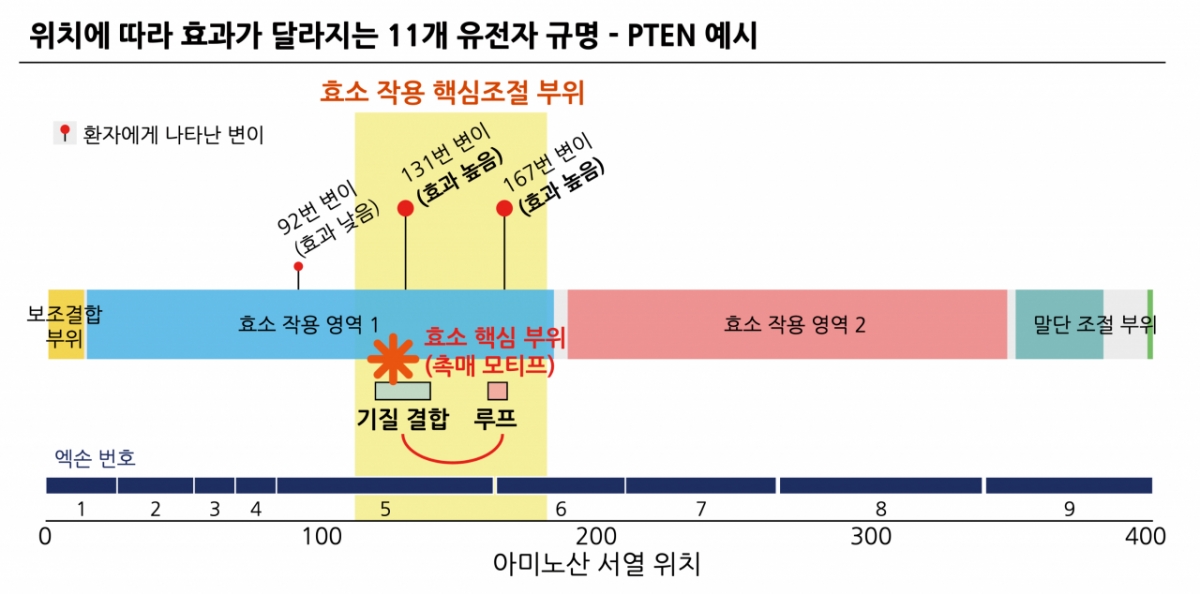 변이 위치에 따라 증상이 달라지는 피텐(PTEN) 유전자 예시. 효소 핵심 기능 부위인 131번과 167번에서 변이가 있을 경우 타 부위에서 발생한 변이보다 증상이 심하다. /사진제공=분당서울대병원