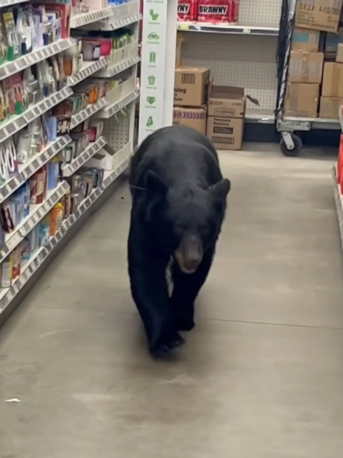 흑곰 한 마리가 '미국판 다이소'라 불리는 한 할인 마트에 난입해 90세 여성을 물어 사살당하는 사건이 일어났다./사진=숀 F. 클라킨 페이스북