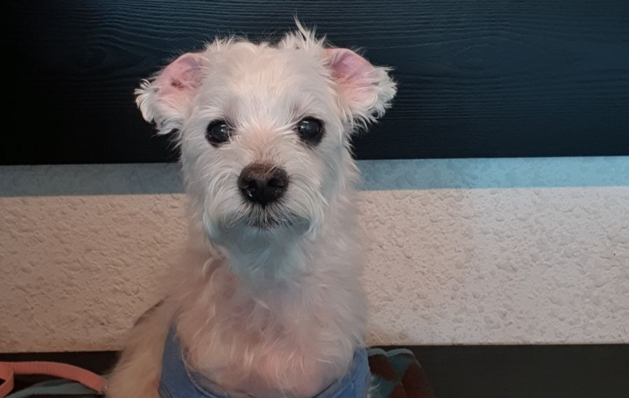 27일 서울 여의도 한강공원에서 '2025 서울세계불꽃축제'가 열리는 가운데 SNS(소셜미디어)에서 반려견을 데려가지 말라고 당부하는 글이 확산하고 있다. 기사 내용과 직접적 관련 없는 사진.