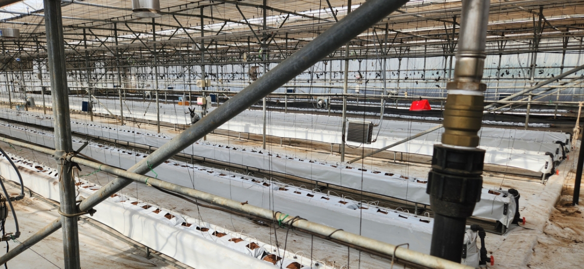 P2H 기술을 이용해 농작물을 생산하는 서부농업기술센터 현장. /사진=김사무엘 기자