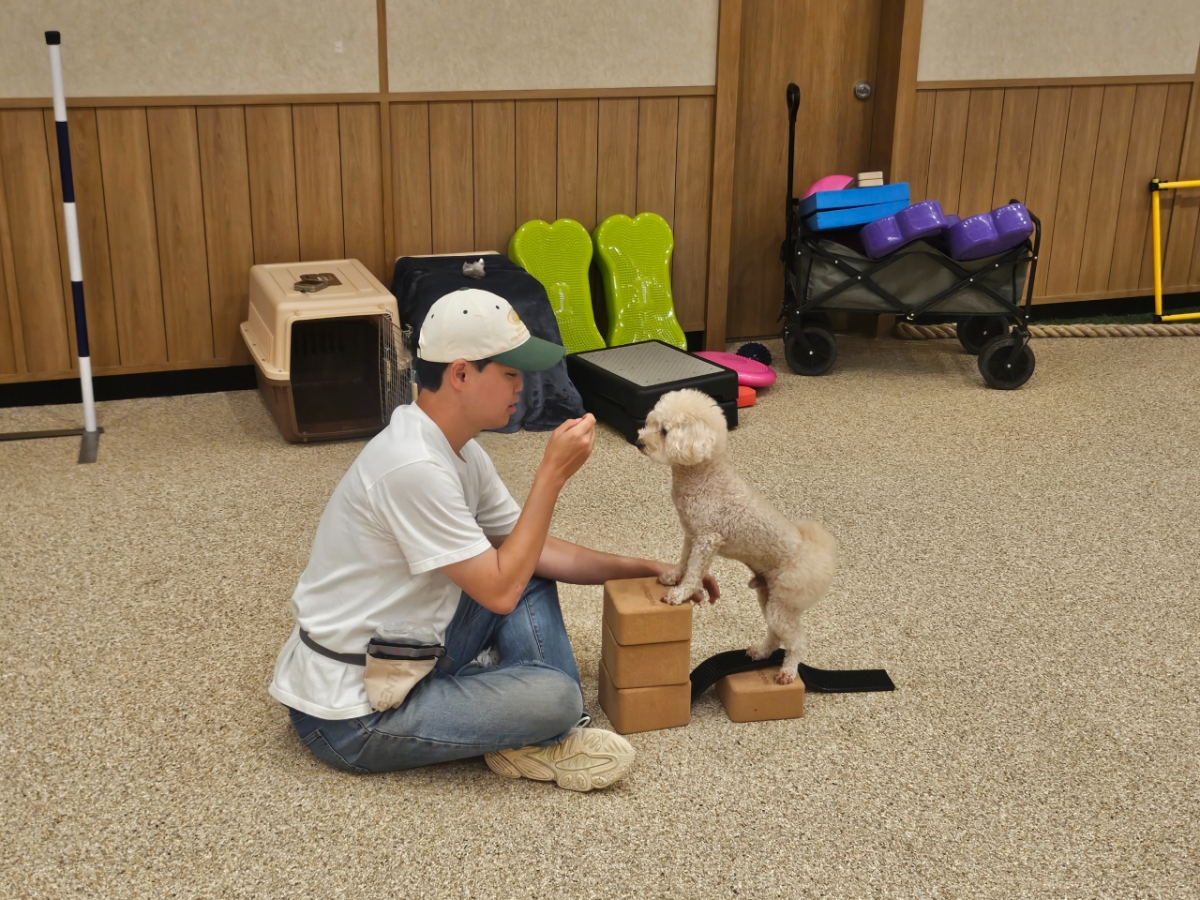 키녹에 상주하는 9살 토토가 전문훈련사와 함께 '펫 파워업' 피트니스를 진행 중이다,/사진=김온유 기자