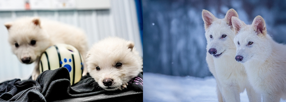 바이오테크 콜로서스 바이오사이언스의 유전자 편집기술로 탄생한 다이어 울프 로물루스와 레무스. 왼쪽이 생후 1개월 차, 오른쪽이 생후 3개월 차 모습./사진=바이오테크 콜로서스 보도자료