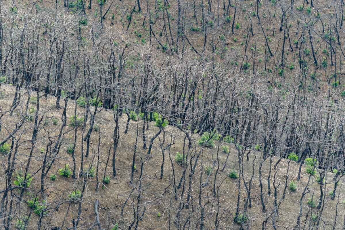 고운사 사찰림에서 산불 후 맹아가 자란 숲의 모습. /사진제공=그린피스.