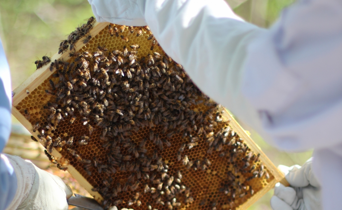 구매한 벌통에 여왕벌이 없다는 이유로 양봉업자를 살해한 것도 모자라 암매장까지 한 70대가 항소심에서 형량이 늘었다. 위 사진은 기사 내용과 무관한 자료사진/사진=게티이미지뱅크