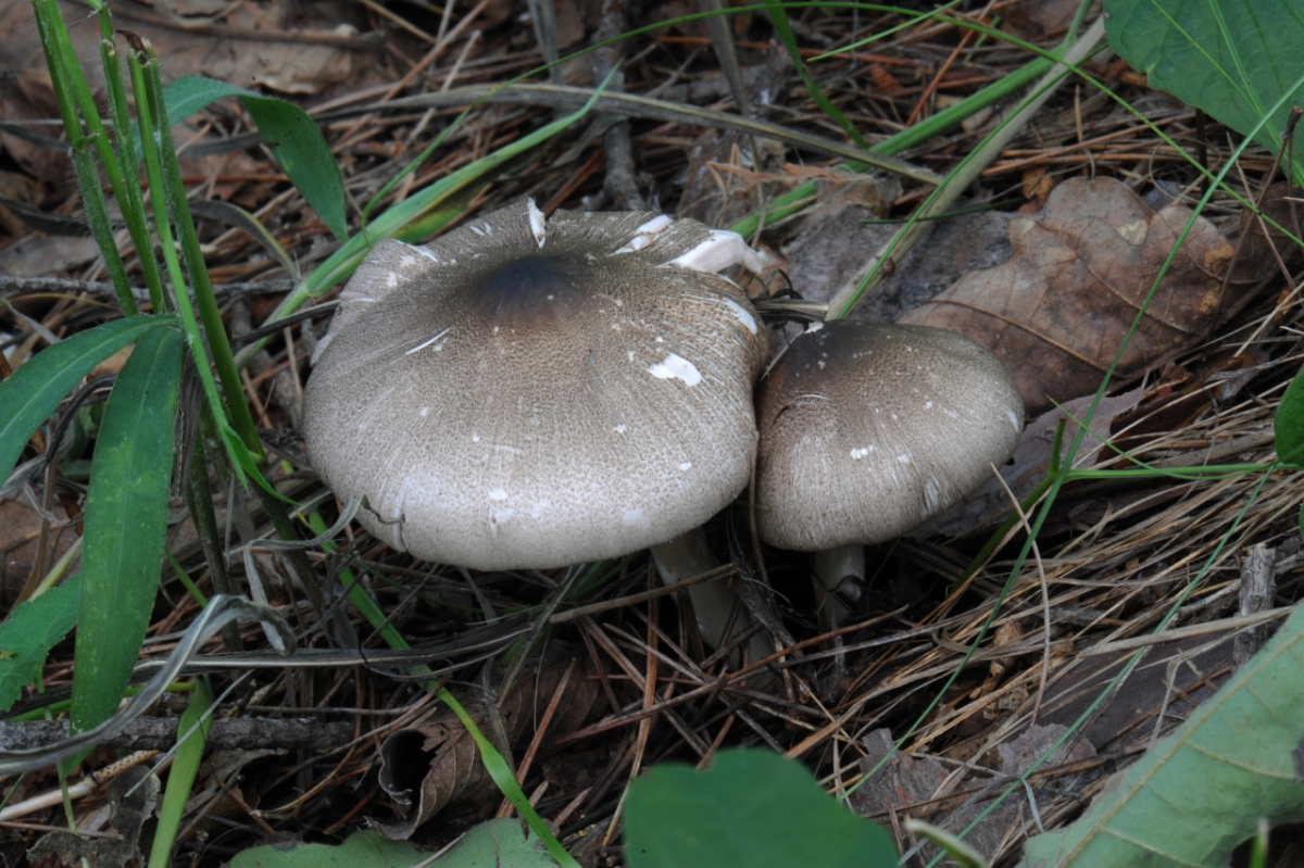 독버섯인 '광비늘주름버섯' 모습. 대에 상처를 내면 노란색으로 변한다/사진=국립산림과학원