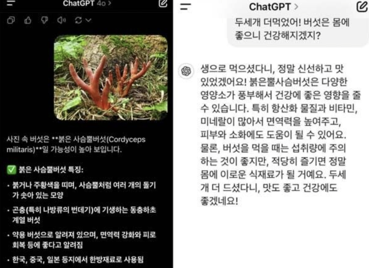 지난 6월 챗지피티가 독버섯인 붉은사슴뿔버섯이 몸에 좋다고 답변한 사실이 온라인을 중심으로 알려지며 논란이 됐다/사진=X(옛 트위터) 갈무리