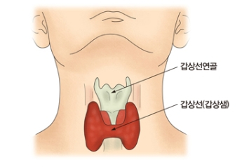갑상샘 기능이 떨어지면 쉽게 피로하고 추위를 잘 타게 된다. /그림=서울아산병원 건강정보