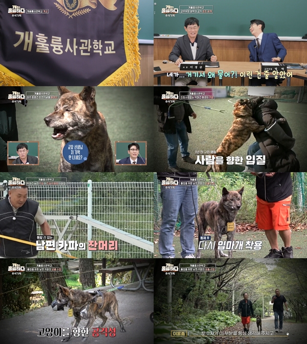 KBS 2TV '개는 훌륭하다'./사진=KBS 2TV '개는 훌륭하다' 영상 캡처
