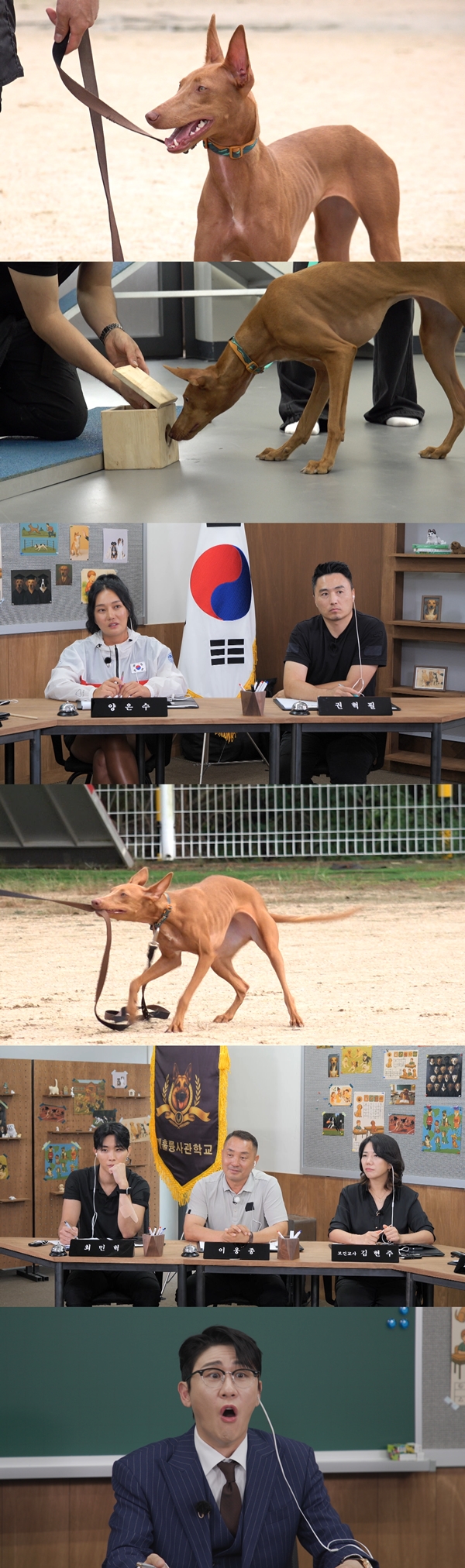 KBS 2TV '개는 훌륭하다'./사진=KBS 2TV '개는 훌륭하다'