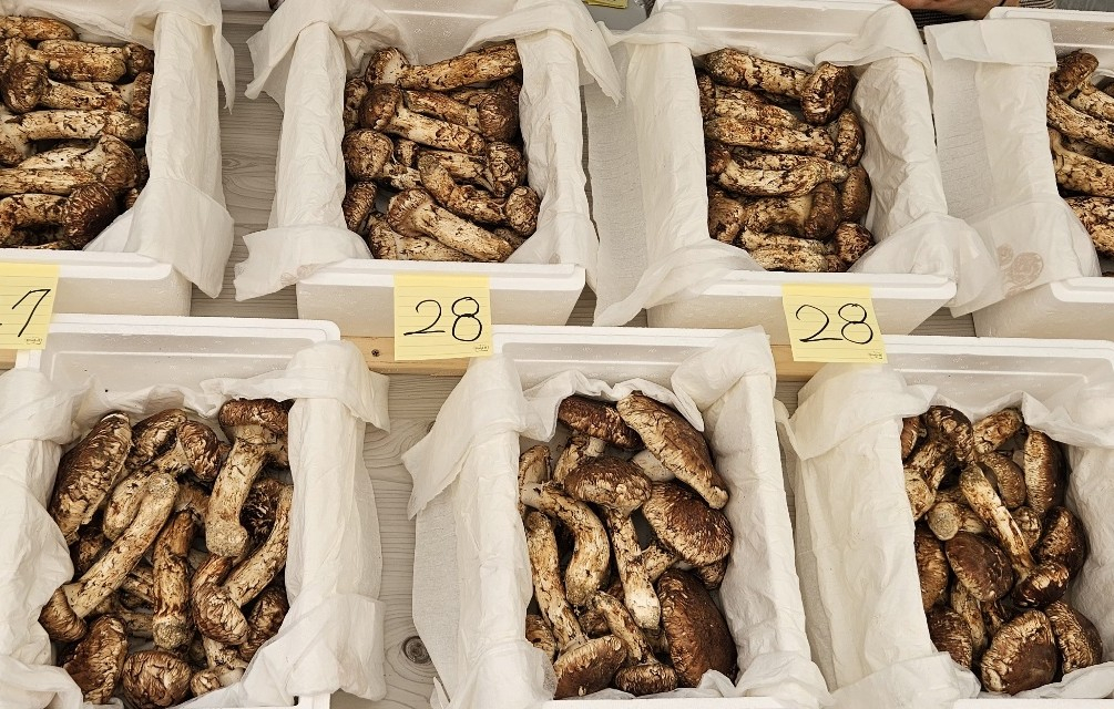 봉화송이축제장에서 생산자유통협회가 판매하고 있는 송이버섯./사진제공=봉화군