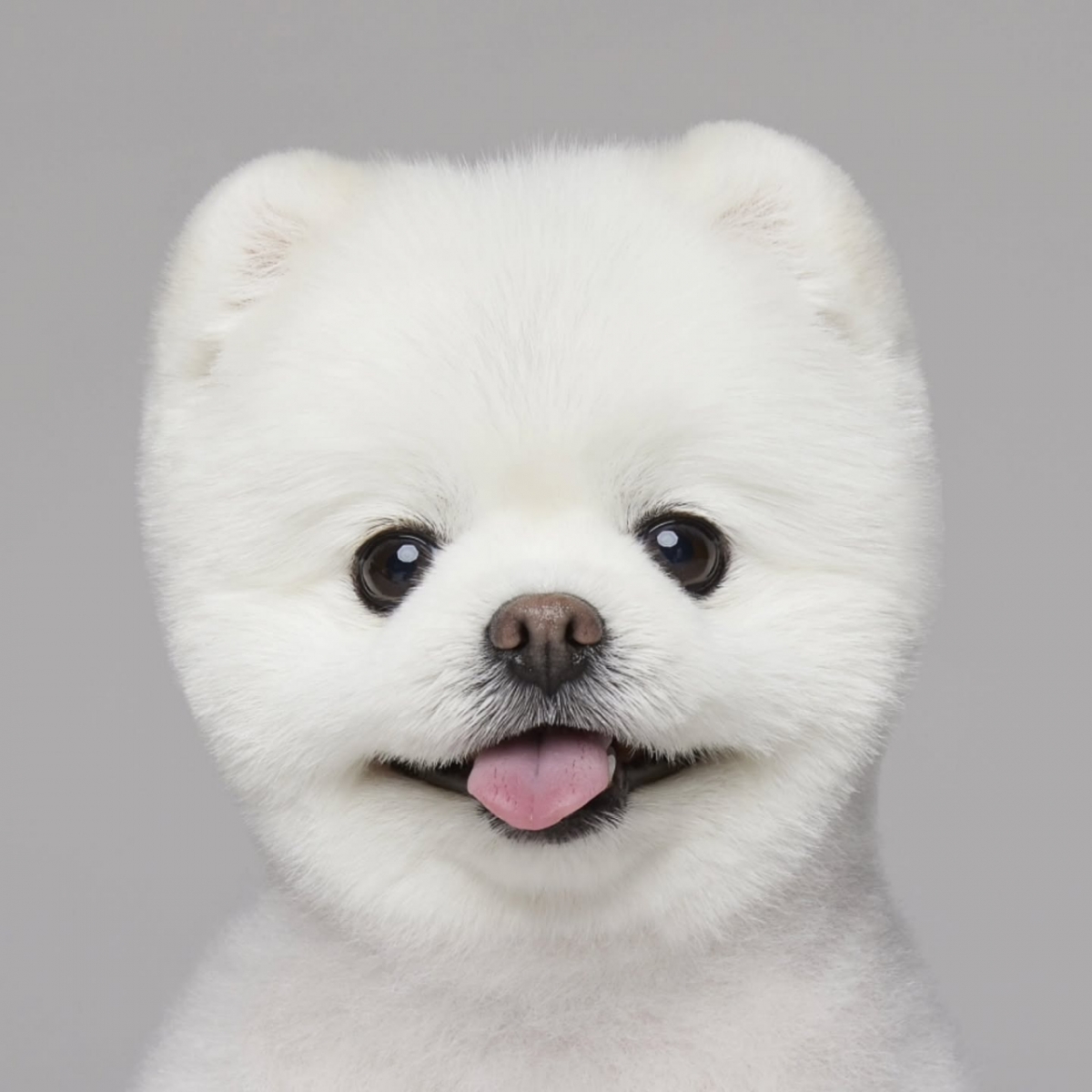 여행 유튜브 채널 '달려라 달리'를 통해 많은 사랑을 받았던 달리가 1년 전 세상을 떠난 소식이 뒤늦게 전해졌다. /사진=인스타그램 갈무리