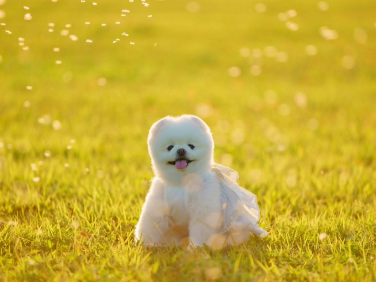 여행 유튜브 채널 '달려라 달리'를 통해 많은 사랑을 받았던 달리가 1년 전 세상을 떠난 소식이 뒤늦게 전해졌다. /사진=인스타그램 갈무리