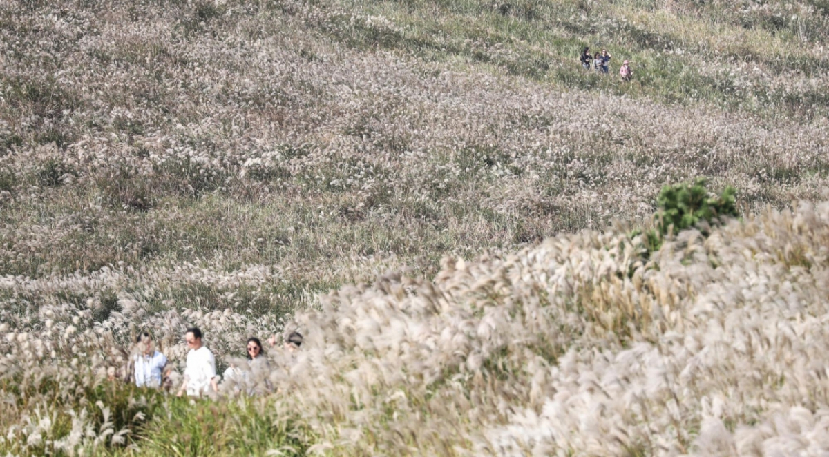 완연한 가을 날씨를 보인 25일 오후 제주시 애월읍 봉성리 새별오름을 찾은 관광객들이 활짝 핀 억새를 감상하고 있다. /사진=뉴시스