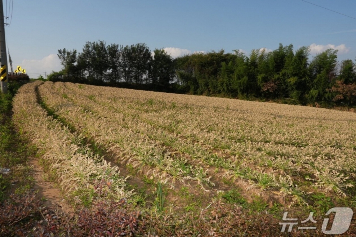 충북 음성군 대소면 화학물질 누출 사고로 피해를 본 무 밭의 모습. /사진=뉴스1(음성군의회 제공)