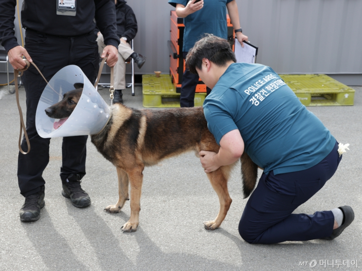 경찰인재개발원 경찰견종합훈련센터는 현장 의료지원팀을 꾸리고 1일까지 경북 경주시 진료부스에서 경찰견들의 건강 상태를 점검한다. /사진제공=경찰견종합훈련센터.