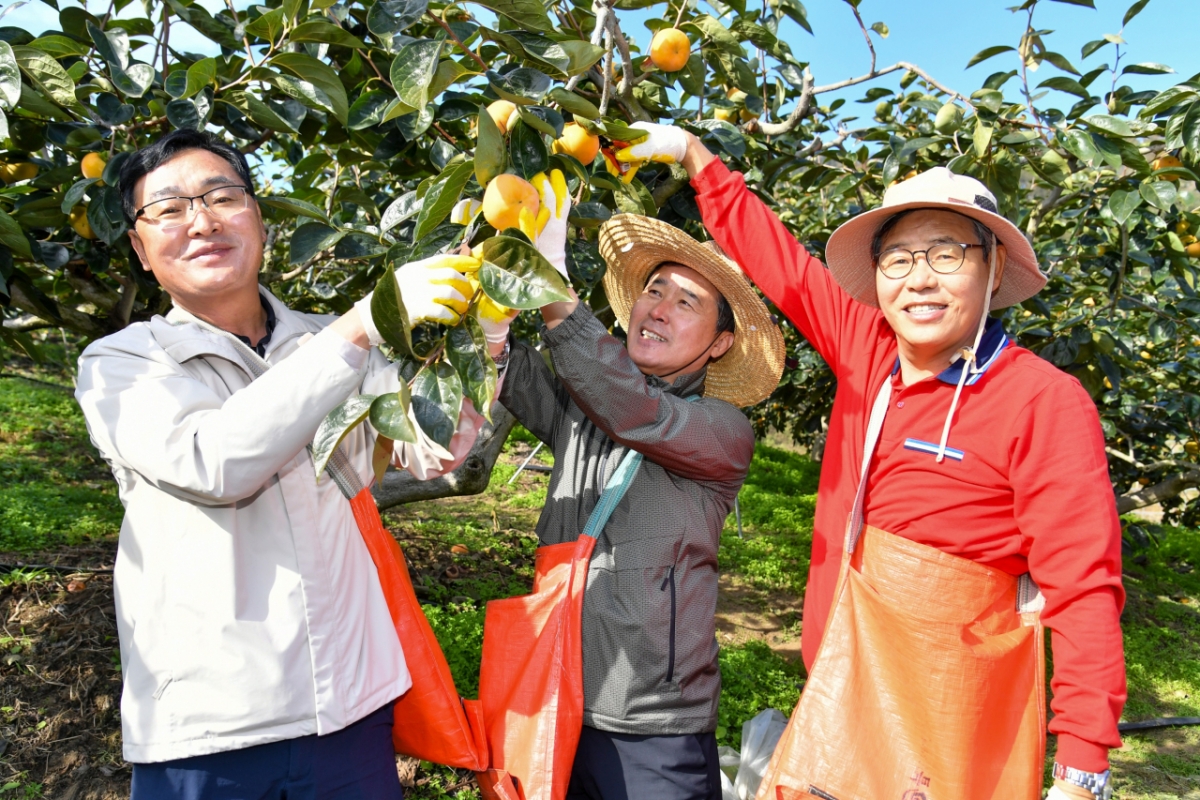 경남도의회 농해양수산위원회가 단감 수확을 돕고 있다./사진제공=경남도의회