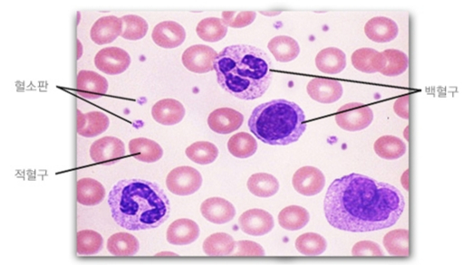 혈액 속 다양한 세포들. /사진=국가건강정보포털