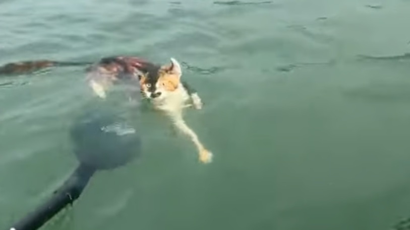 중국 남부 광둥성의 한 저수지에서 고양이 약 1100마리를 방생하는 행사가 진행됐다. 이 과정에서 많은 고양이가 물에 빠져 죽으면서 동물학대 논란이 일고 있다. /사진=홍콩 매체 SCMP 캡처 