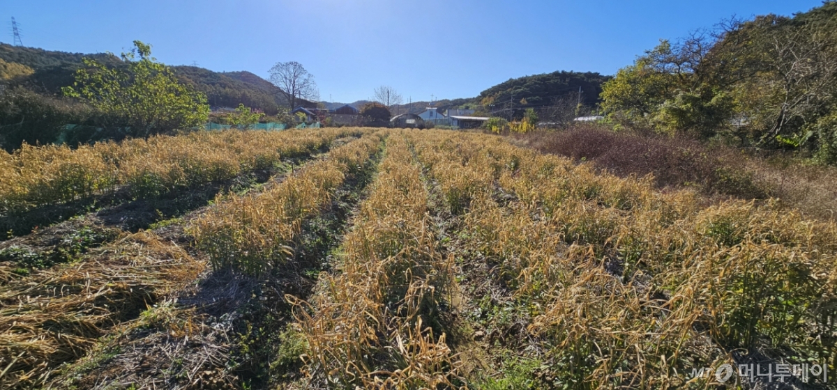 농촌진흥청 'AI기반 경영혁신 전문 컨설팅 지원단' 소속 직원들이 지난 10일 충남 서산시 지곡면 한만영 농가를 찾아 생강농사와 관련된 다양한 경영진단 및 지술지원 활동을 펼쳤다. 사진은 한씨가 재배하는 생강밭 현장 모습. /사진=정혁수