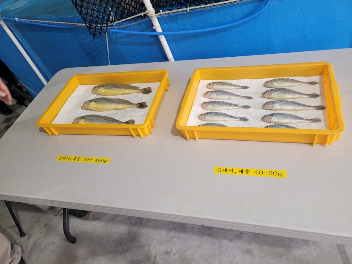 아열대수산연구소 연구동에서 양식되고 있는 참조기 치어 표본./사진=오세중 기자(공동취재단).