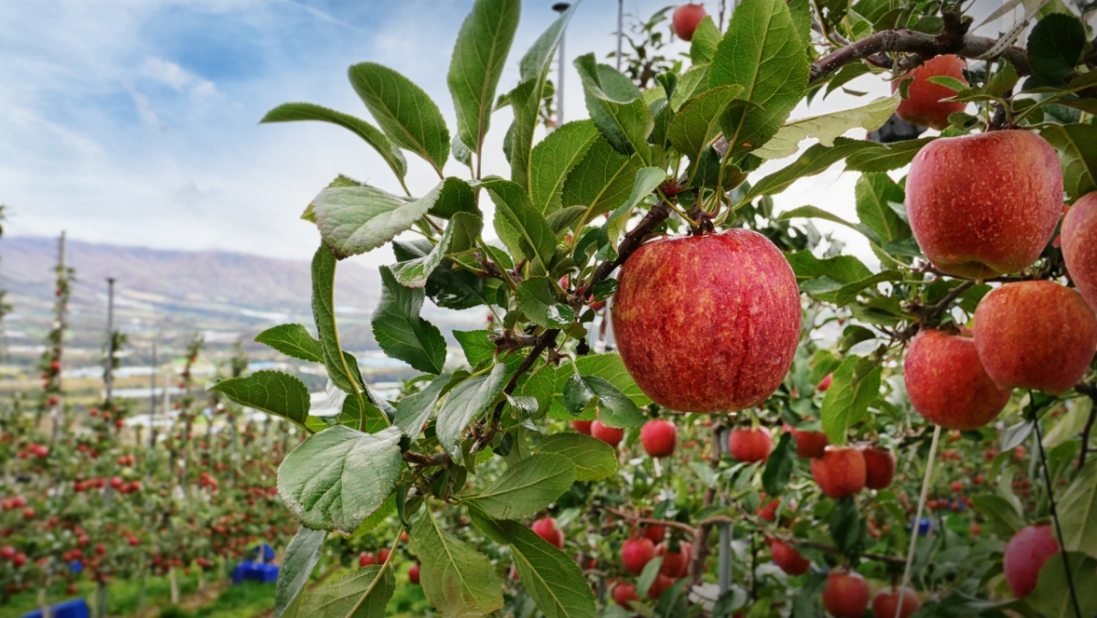 엔비사과를 생산하는 H&B아시아의 양구 직영농장 /사진=H&B아시아 제공