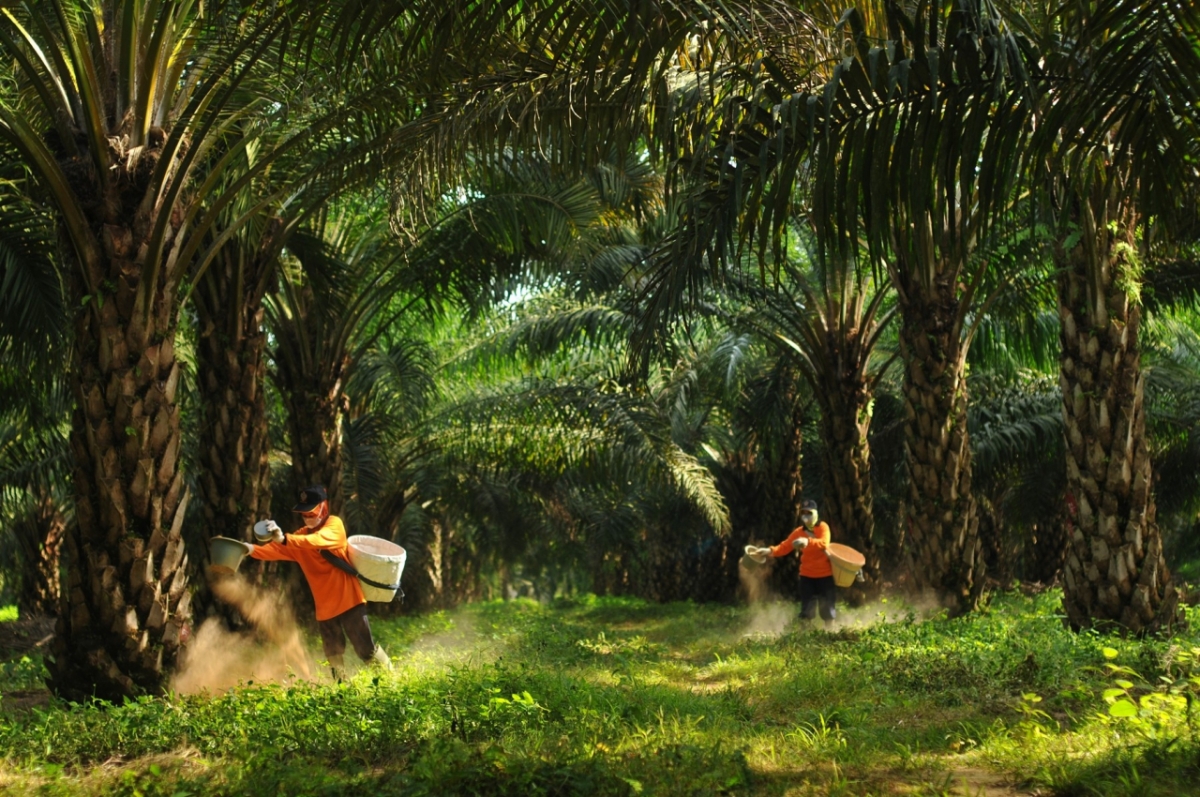삼푸르나 아그로 팜 농장에서 비료를 시비하는 모습./사진제공=포스코인터내셔널